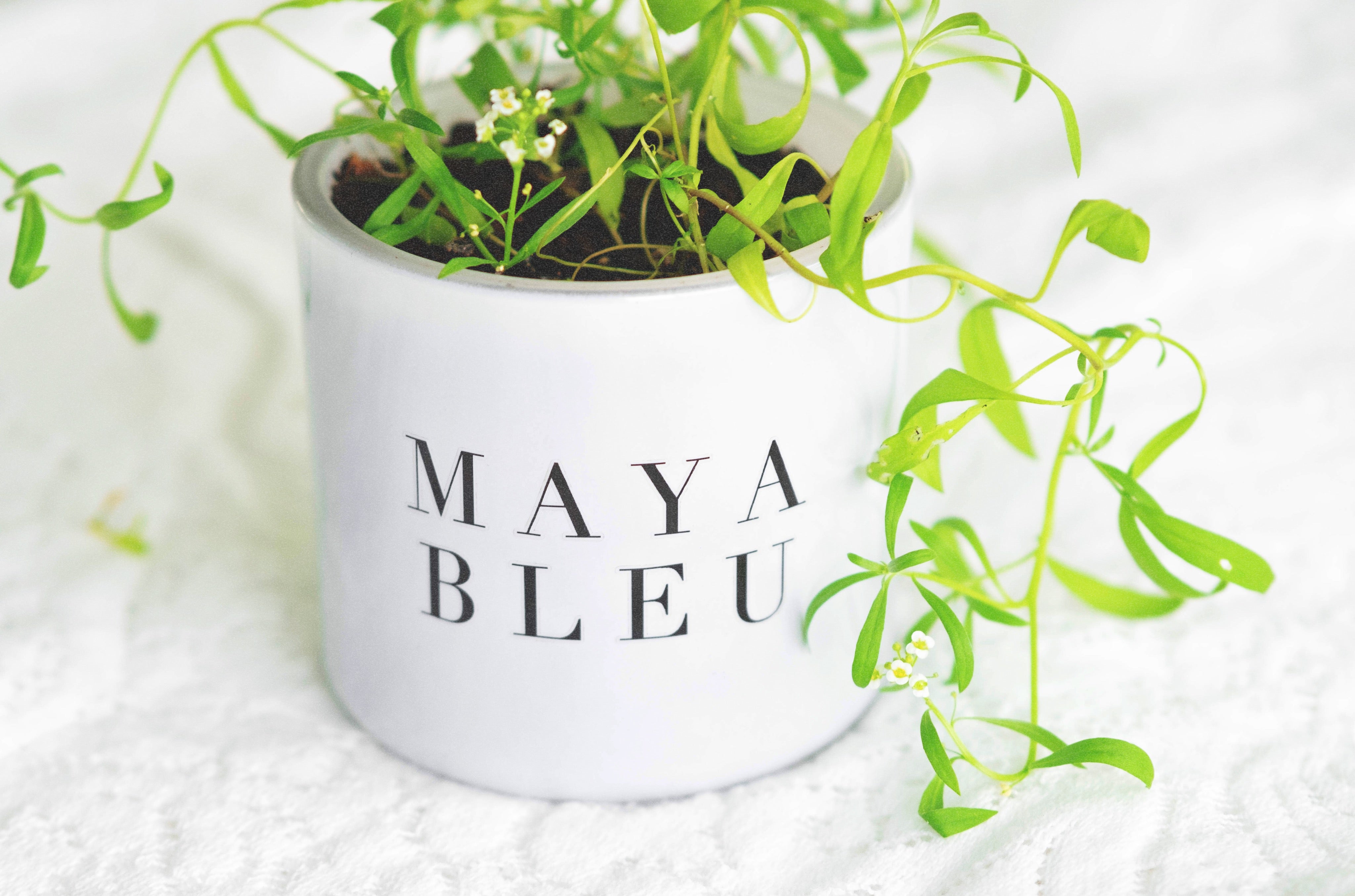 (VIDEO tutorial) Planting Seeded Candle Duster in MAYA BLEU's Original Shark Tooth Candle