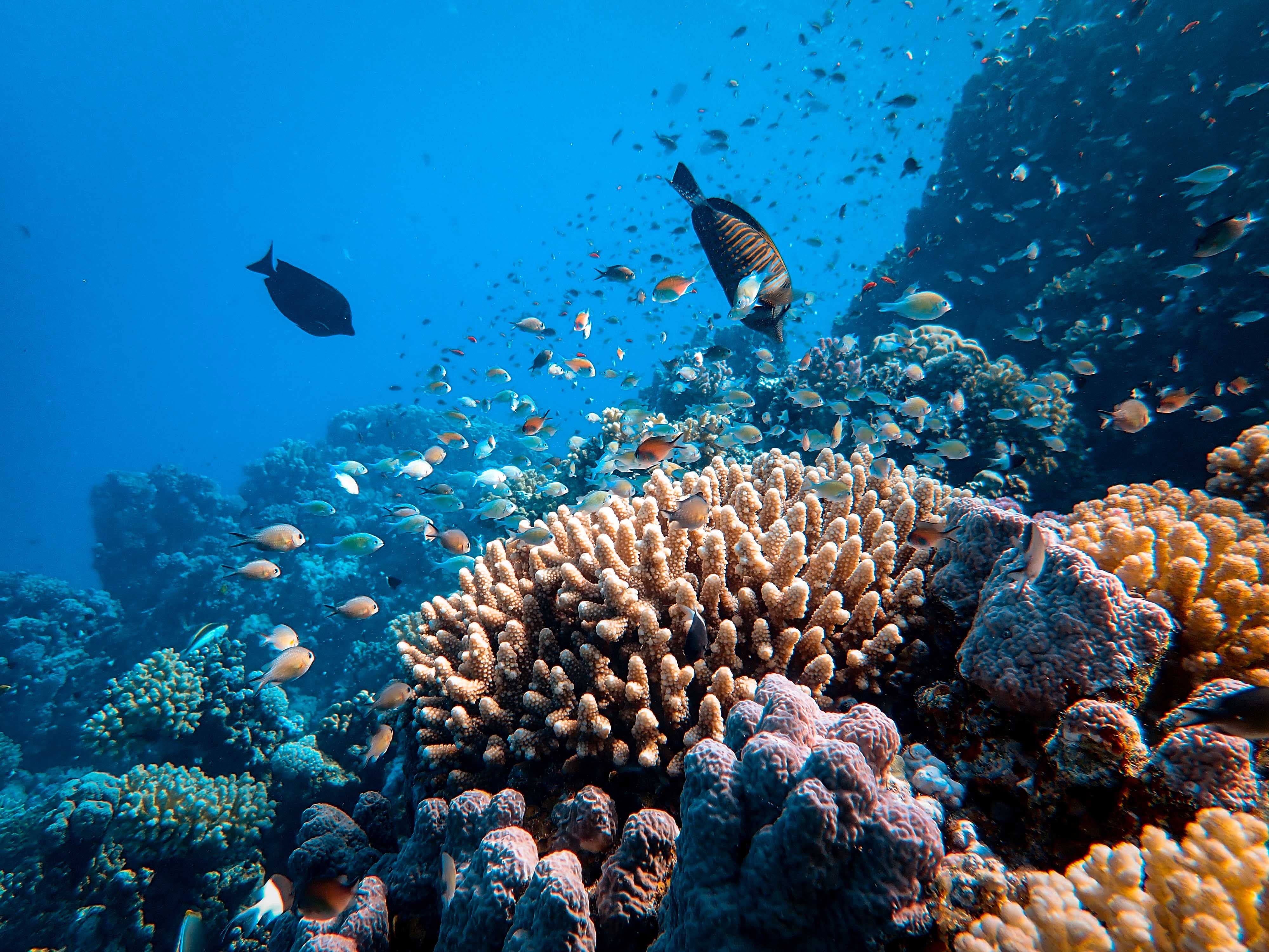 Ten Surprising Facts about Coral Reefs