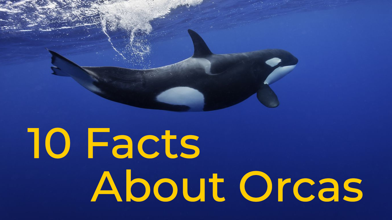 10 Orcas Facts