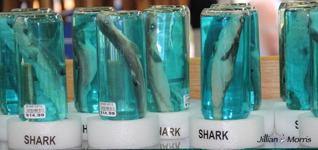 Help stop the killing of sharks for souvenirs, Sign the petition!