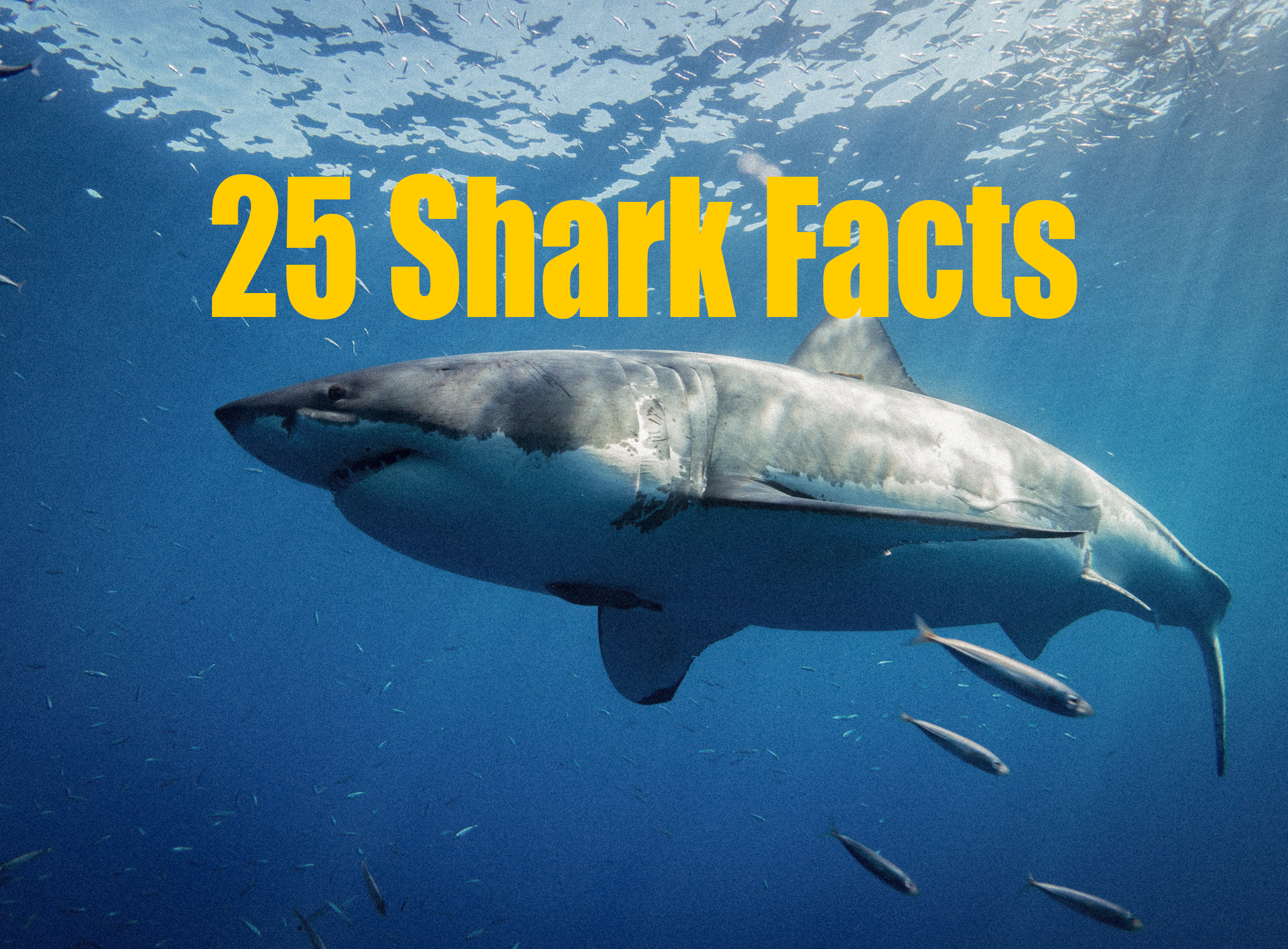 25 Shark Facts