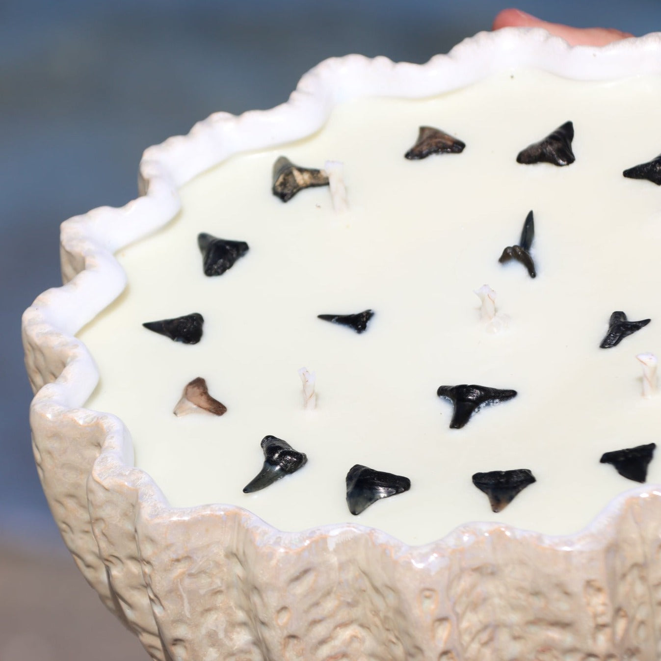 A close-up of Maya Bleu's shark tooth candle, featuring a natural soy wax blend and a real fossilized shark tooth embedded in the wax.